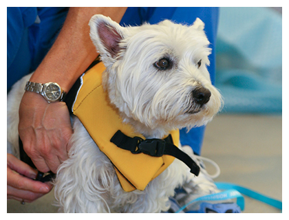 Therapist Tammy Wolfe works with a dog in the underwater treadmill